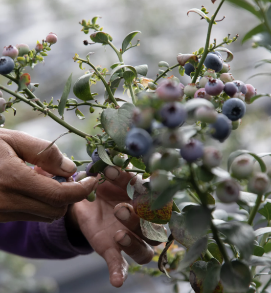 Empresa agroexportadora